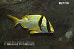 Porkfish (Anisotremus virginicus)